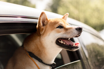 A happy shiba inu with his mouth open looks out the car window on a sunny day and stares out the...