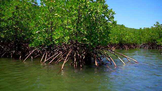 Mangroves. Trees that desalinate seawater. An island near Nha Trang in Vietnam. Slow motion from a boat.