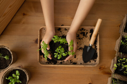 Anonymous woman preparing soil with plants for planting