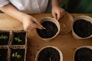 Crop child planting seedling in pot