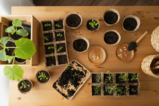 Set of bowls with loamy soil and various plants on table