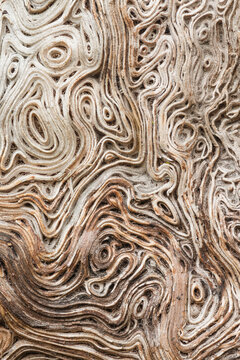 Dry wooden surface with uneven texture