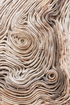 Maple Log wood grain