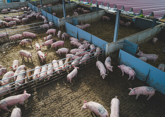 Obraz premium Luftbild - Aussenbereich eines Schweinestalles der Haltungsstufe 4 - Mastschweine genießen die Nachmittagssonne.