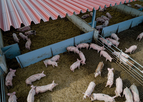 Mastschweine geniessen die Nachmittagssonne im Auslaufbereich von einem modernen Tierwohlstall, Luftbild.