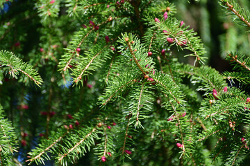 Spruce with young red cones in spring