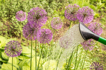 Watering purple pink violet allium flower in spring summer garden. Watering can with water and...
