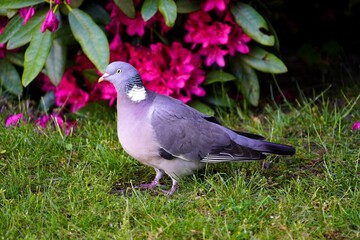 Common Wood Pigeon in front of a red rhododendron hedge. (Columba palumbus) family Columbidae. Hanover, Germany.