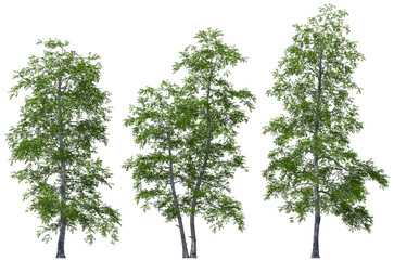 sand birch trees hq arch viz cutout