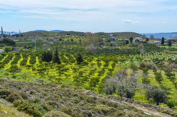 citrus gardens in Kucukbahce during spring bloom (Karaburun, Izmir province, Turkiye)