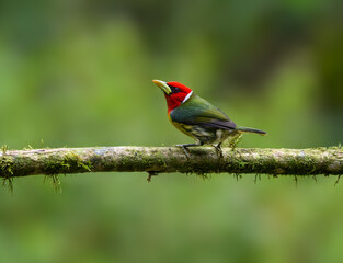 Red-headed Barbet portrait on mossy stick against green background
