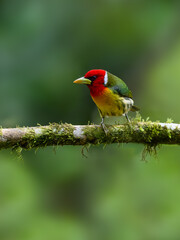 Red-headed Barbet portrait on mossy stick against green background