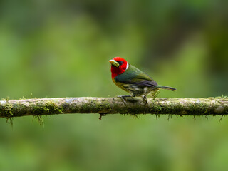 Red-headed Barbet portrait on mossy stick against green background