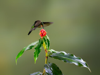 Green-crowned brilliant  Hummingbird in flight feeding on red flower against green background