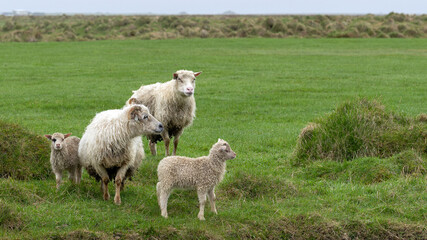 Obraz premium Little sheep family on a pasture in iceland 
