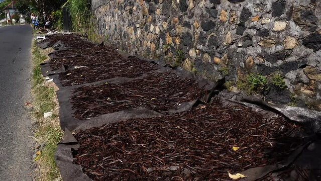 Bali, Indonesia Fresh vanilla stalks drying in the sun on the side of the road.  