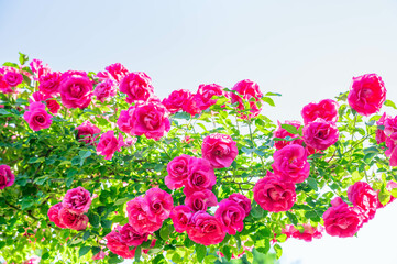 陽が射すピンク色の薔薇の花