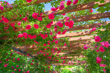 Obraz premium バラのアーチ 信州スカイパーク