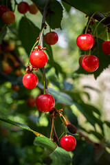 primer plano de cerezas en su árbol