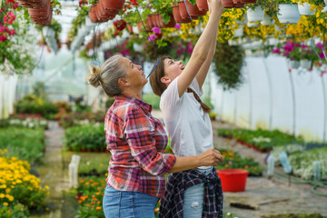 Naklejka na ściany i meble The grandmother and her granddaughter work side by side in their greenhouse garden, passing down knowledge and creating a beautiful bond across generations.