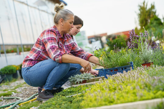 The grandmother and her granddaughter work side by side in their greenhouse garden, passing down knowledge and creating a beautiful bond across generations.