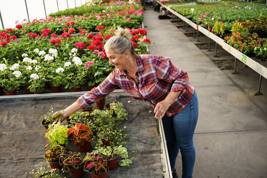 The senior woman work in her greenhouse garden, selecting and watering flowers.