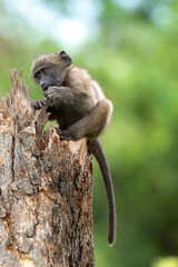 Obraz premium Babouin chacma, Papio ursinus , chacma baboon, Parc national Kruger, Afrique du Sud