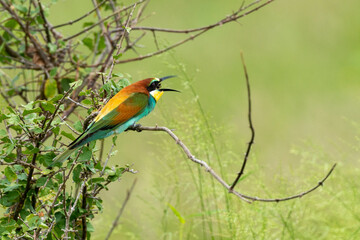 Guêpier d'Europe,.Merops apiaster, European Bee eater
