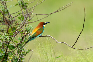 Guêpier d'Europe,.Merops apiaster, European Bee eater