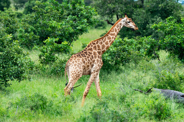 Naklejka na ściany i meble Girafe du Cap, Girafe d'Afrique du Sud, Giraffa camelopardalis giraffa, giraffa giraffa giraffa, Parc national Kruger, Afrique du Sud