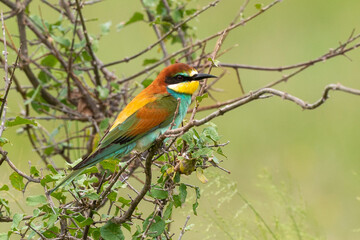 Guêpier d'Europe,.Merops apiaster, European Bee eater