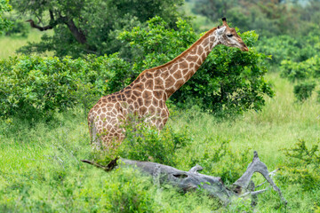 Girafe du Cap, Girafe d'Afrique du Sud, Giraffa camelopardalis giraffa, giraffa giraffa giraffa, Parc national Kruger, Afrique du Sud