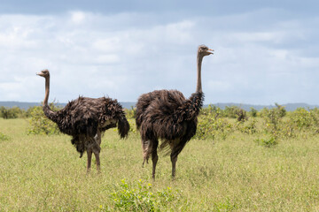 Autruche d'Afrique, .Struthio camelus, Common Ostrich, Afrique du Sud
