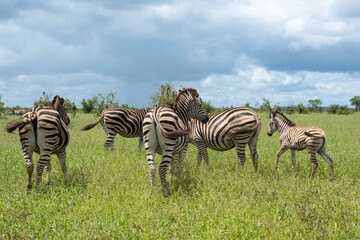 Zèbre de Burchell, Equus quagga burchelli, Parc national Kruger, Afrique du Sud