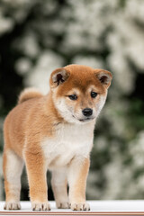 Red-and-white shiba inu puppy standing in front of white flowers