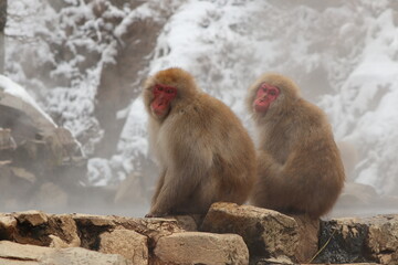 Snow monkey brothers sitting by the hot spring in Nagano, Japan