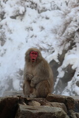 Snow monkey by the hot spring in Nagano, Japan