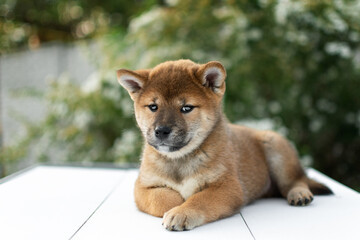 Cute shiba inu puppy poses against a backdrop of white flowers