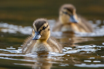 Cute mallard duckling (Anas platyrhynchos), Cairngorms, Scotland