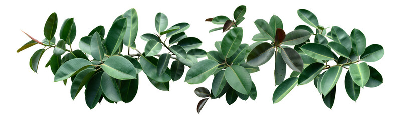 Plant leaves Green nature Tropical forest isolated on transparent background - png	