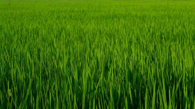 The green rice fields in the fields are swaying in the wind.