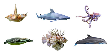 Set of marine sea life species, isolated on white background
