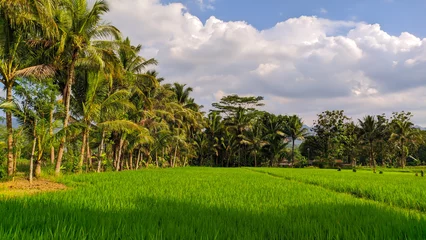 Fotobehang view of coconut trees with green rice fields in indonesia © mryanfahrudin1