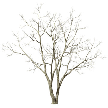 Cutout leafless trees branches dried transparent backgrounds 3d render png
