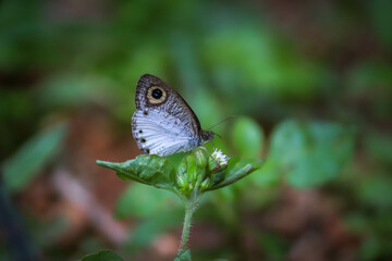 butterfly on flower plant