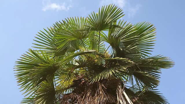 Topical Palm Tree With Branches Moving in the Wind, Leaf Palm Tree On Blue Sky