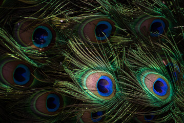 peacock tail. texture. beautiful pattern