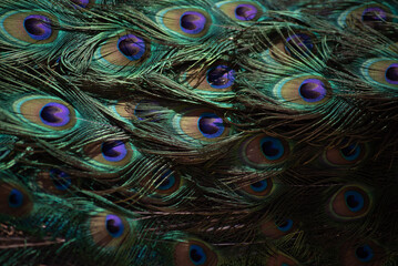 peacock tail. texture. beautiful pattern
