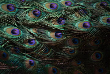 Obraz premium peacock tail. texture. beautiful pattern
