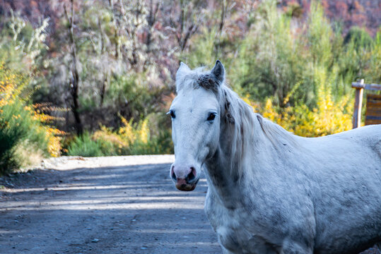 Portrait of a white horse on the path on the way to Los Alerces Waterfall, near the Manso River that flows into Lake Hess, Mascardi area, Rio Negro, Argentina.
